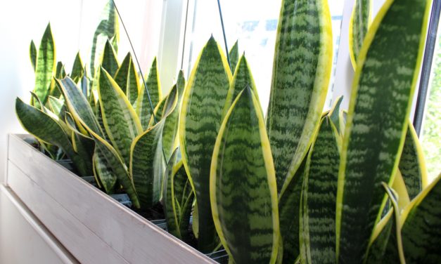 Sansevieria’s kan je zelf gemakkelijk kweken